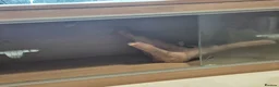 Bearded Dragon reptiles for sale: BabyBearded DragonsHighContrastHypoMorphsHet Zero) - Advert 6