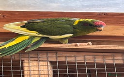 Parakeets birds for sale: Kakarikis  - Image 1