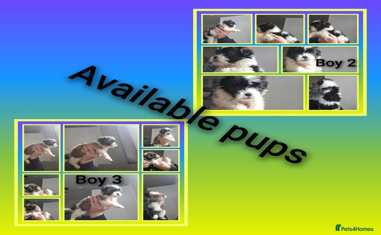 Shih Tzu dogs - Advert 2