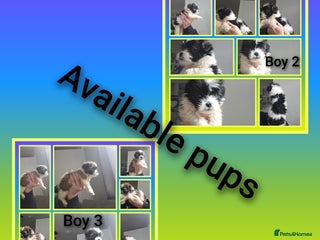 Shih Tzu dogs - Advert 5