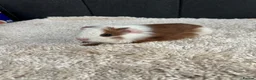 Guinea Pig rodents for sale: Stunning baby guinea pigs  - Advert 14