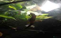 Gecko reptiles for sale: Mourning Gecko hatchlings. - Image 34