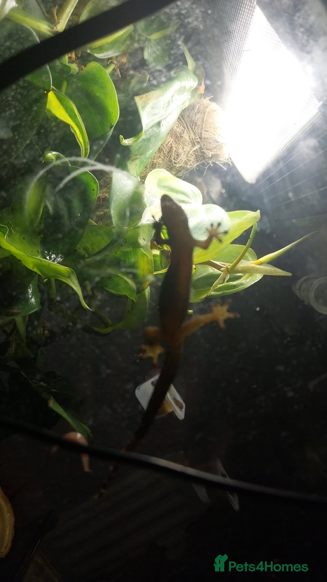Gecko reptiles for sale: Mourning Gecko hatchlings. - Image 34