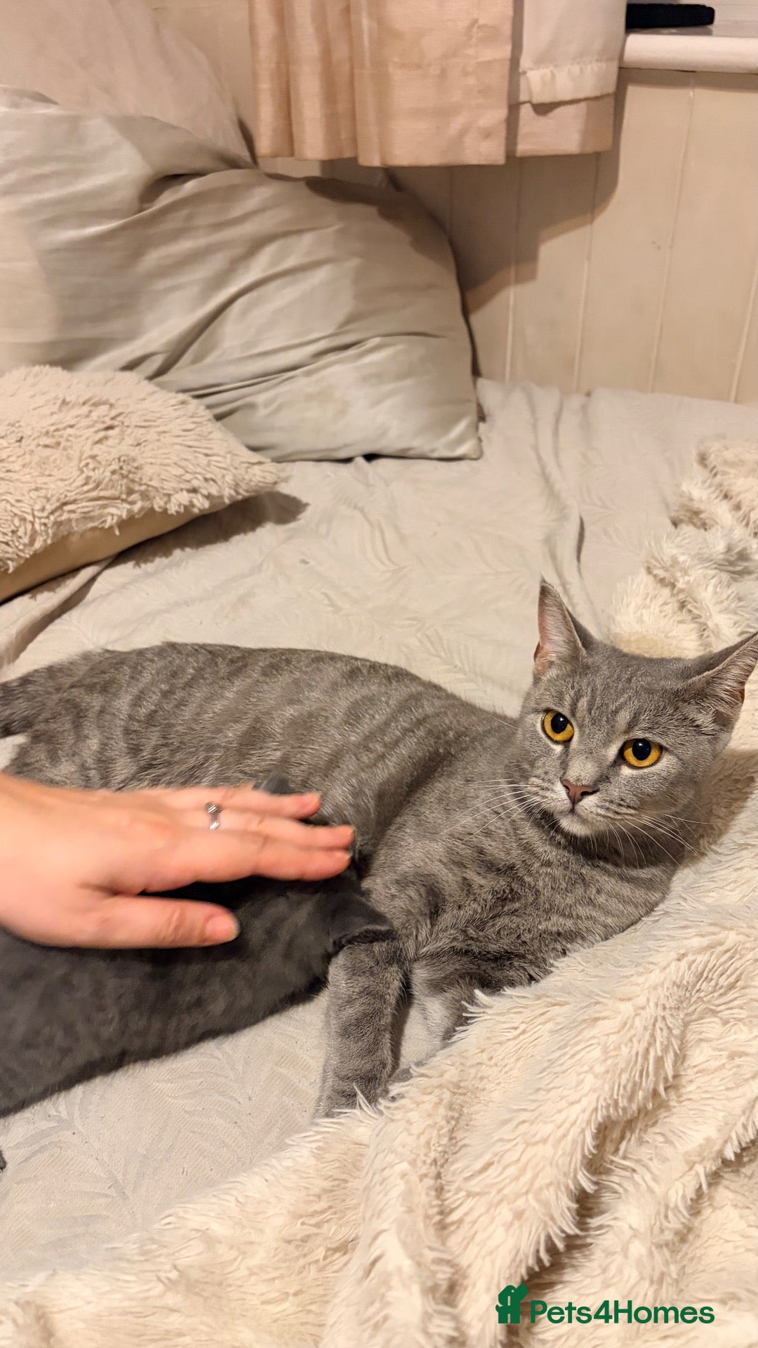 British Shorthair cats Two girls left looking for their forever homes  - Advert 13