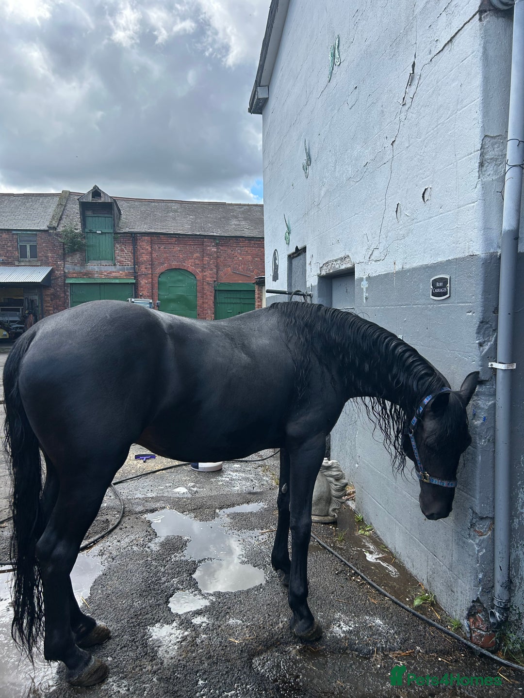 Friesian horses for sale: Bretland  - Image 3