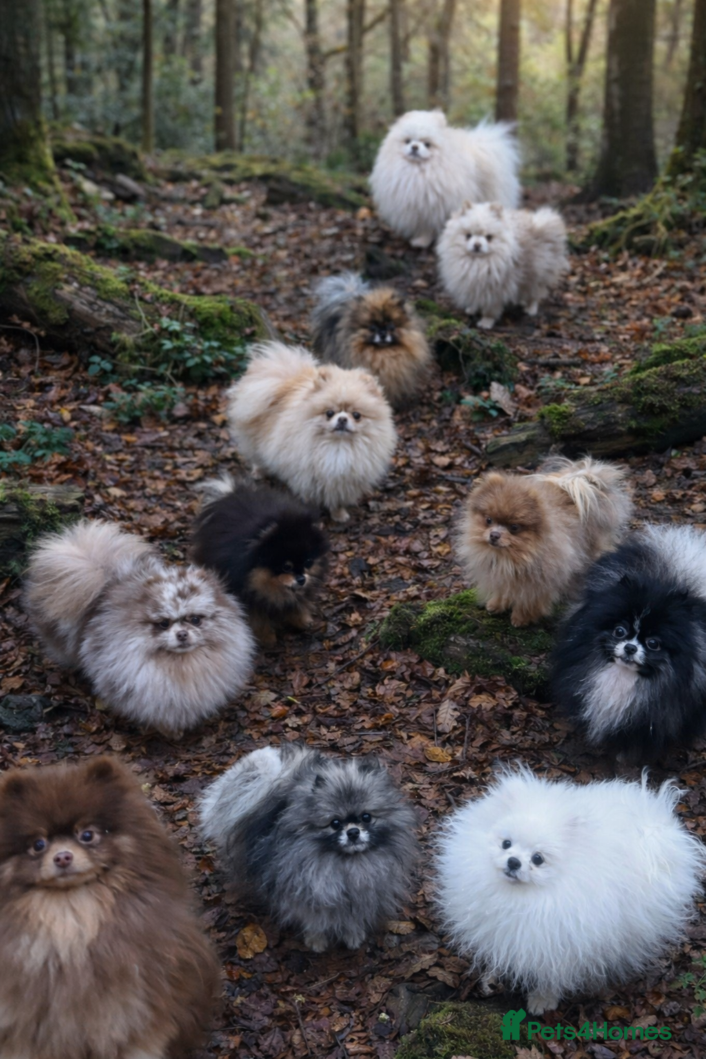 Pomeranian dogs Biggest Quality Pom StudTeam In uk  in Pontefract - Advert 4