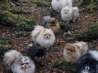 Pomeranian dogs Biggest Quality Pom StudTeam In uk in Pontefract - Advert 21