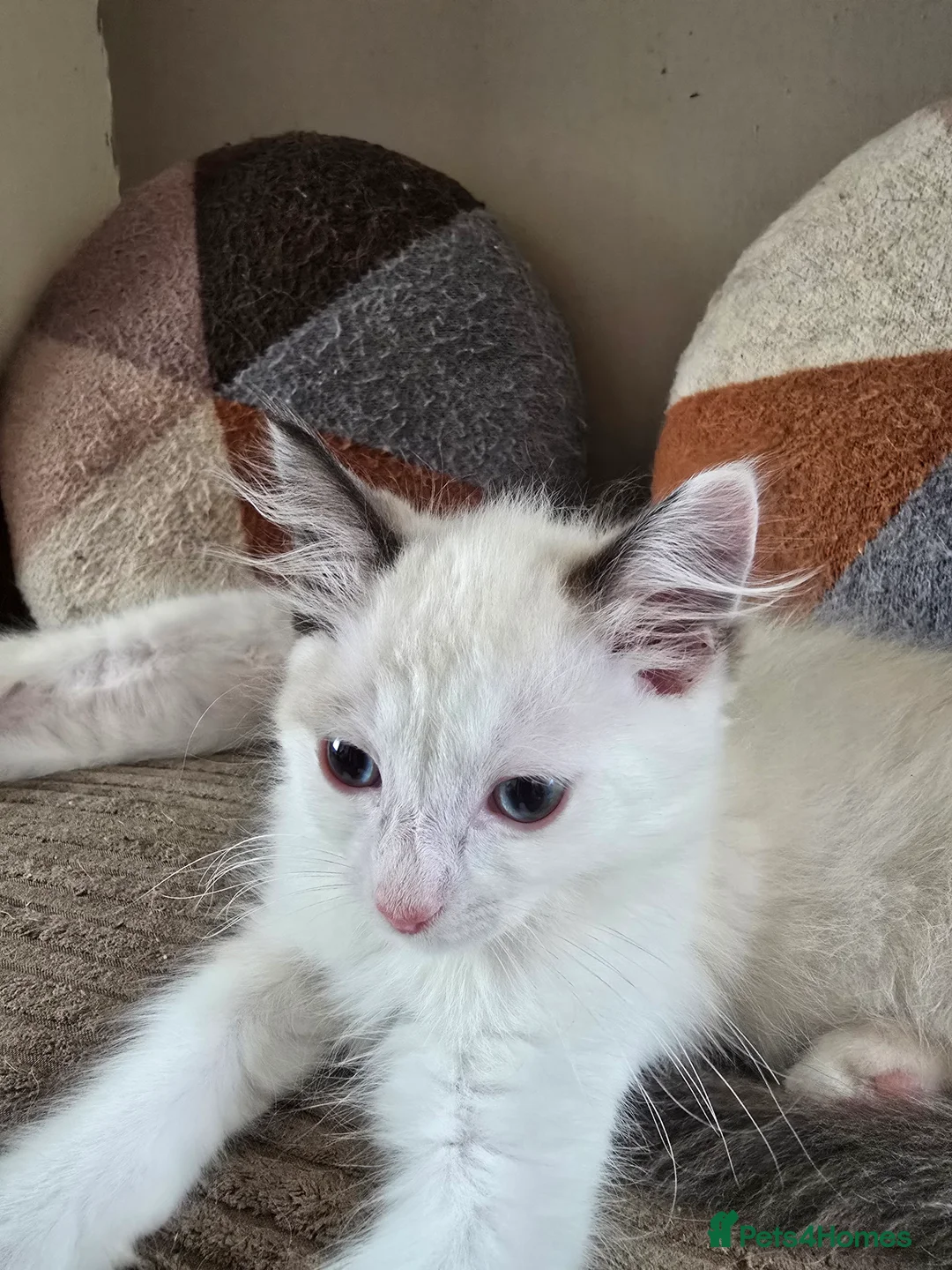 Ragdoll cats for sale: Ragdoll kittens ready now in Blackwood - Advert 2