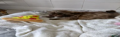 Shih Tzu Puppy 1