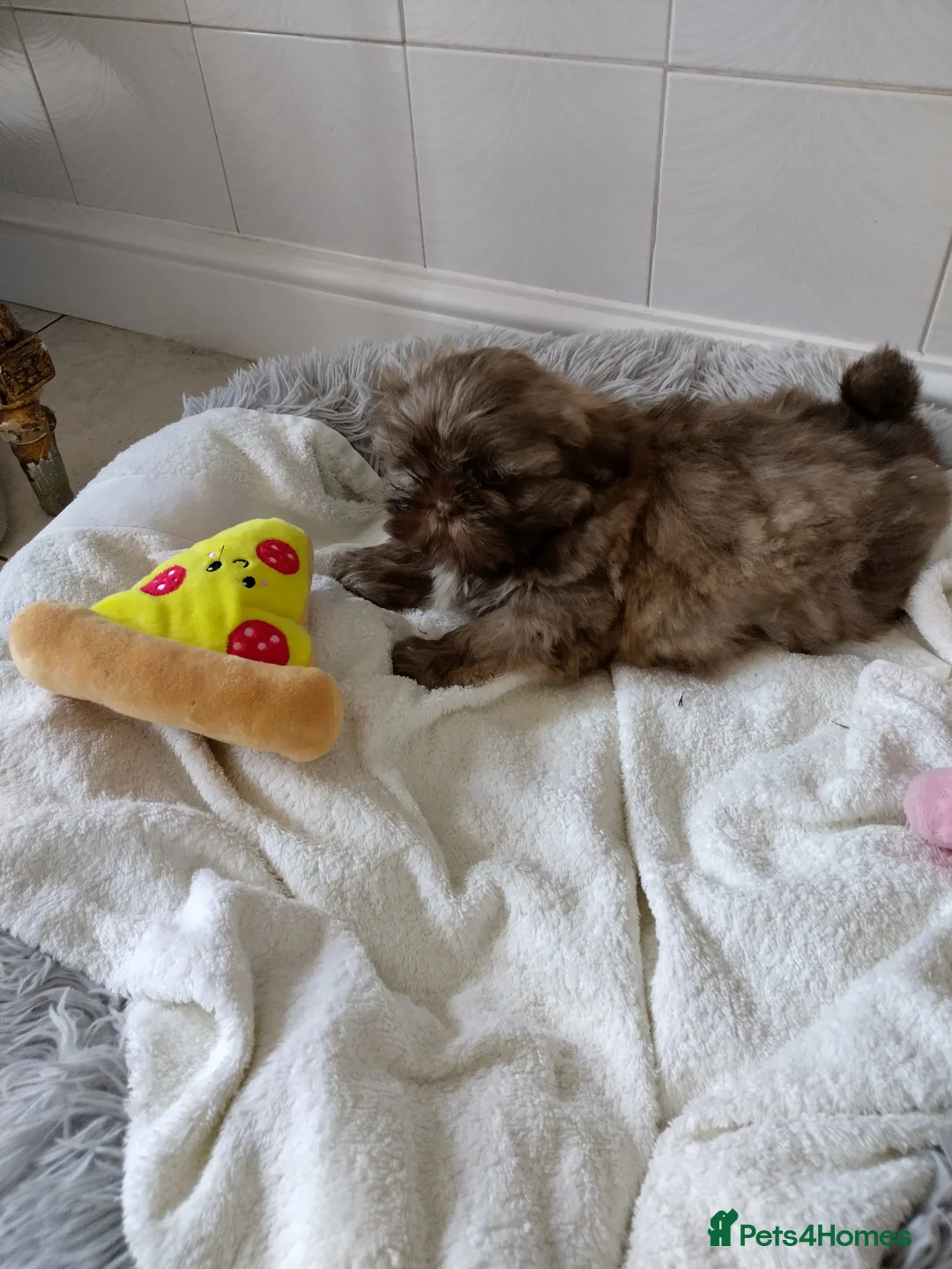 Shih Tzu dogs for sale: Shih Tzu puppies for sale ready now  - Advert 10