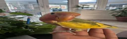 Lovebirds birds for sale: Hand tame male lovebird - Advert 3