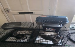 Domestic Shorthair cats for sale: Domestic Medium Hair Cats - Image 3