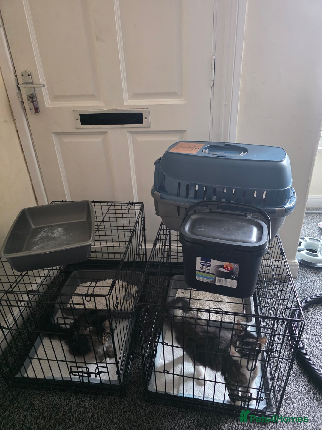 Domestic Shorthair cats for sale: Domestic Medium Hair Cats - Image 3