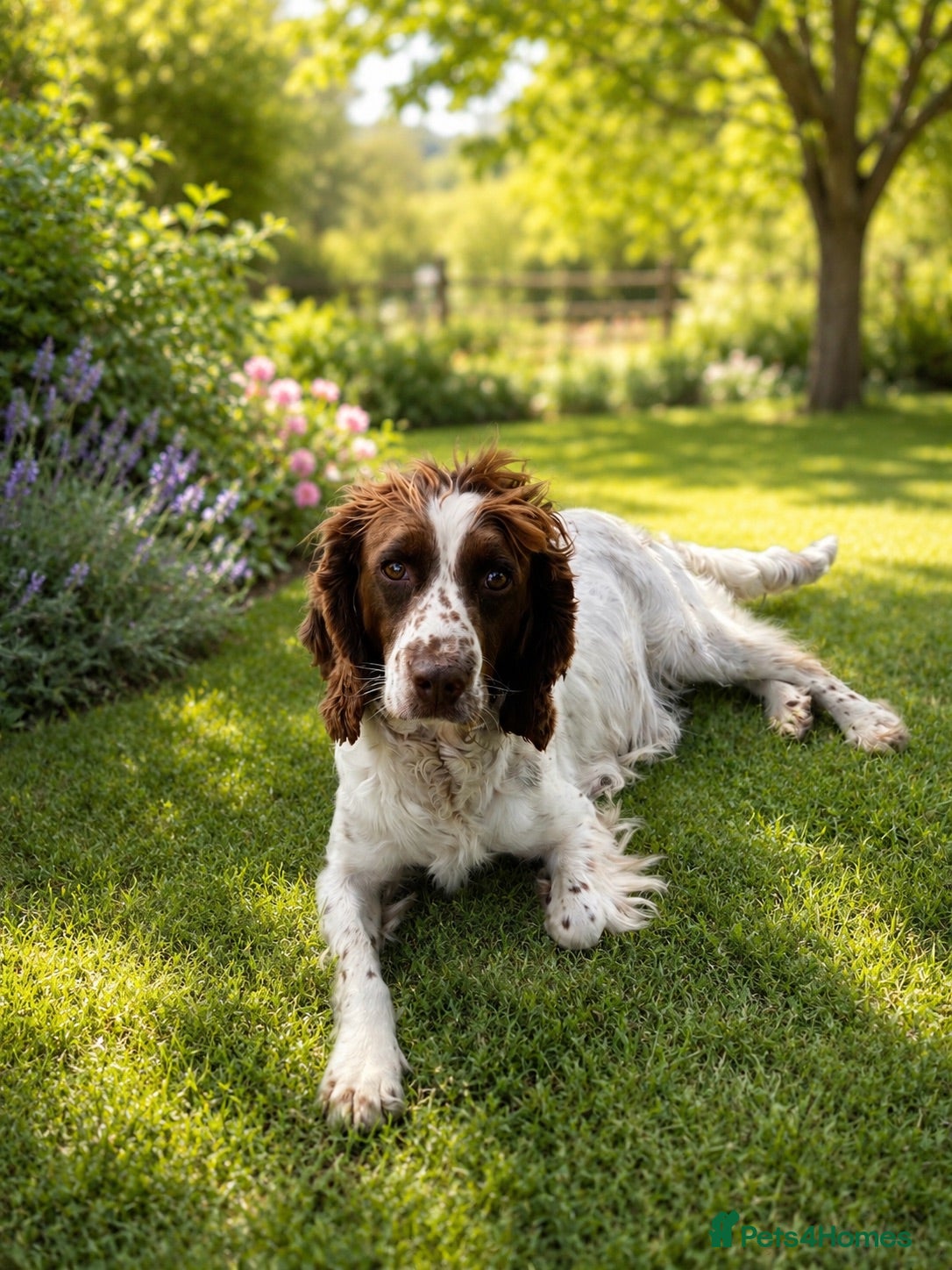 English Springer Spaniel dogs Beautiful Springer Spaniel Puppies.  - Advert 2