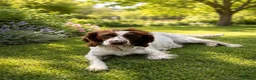 English Springer Spaniel dogs for sale: Beautiful Springer Spaniel Puppies.  - Advert 2