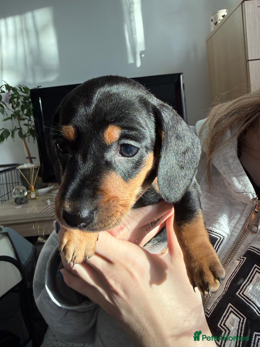 Miniature Dachshund dogs for sale: Miniature Dachshund's   - Advert 21