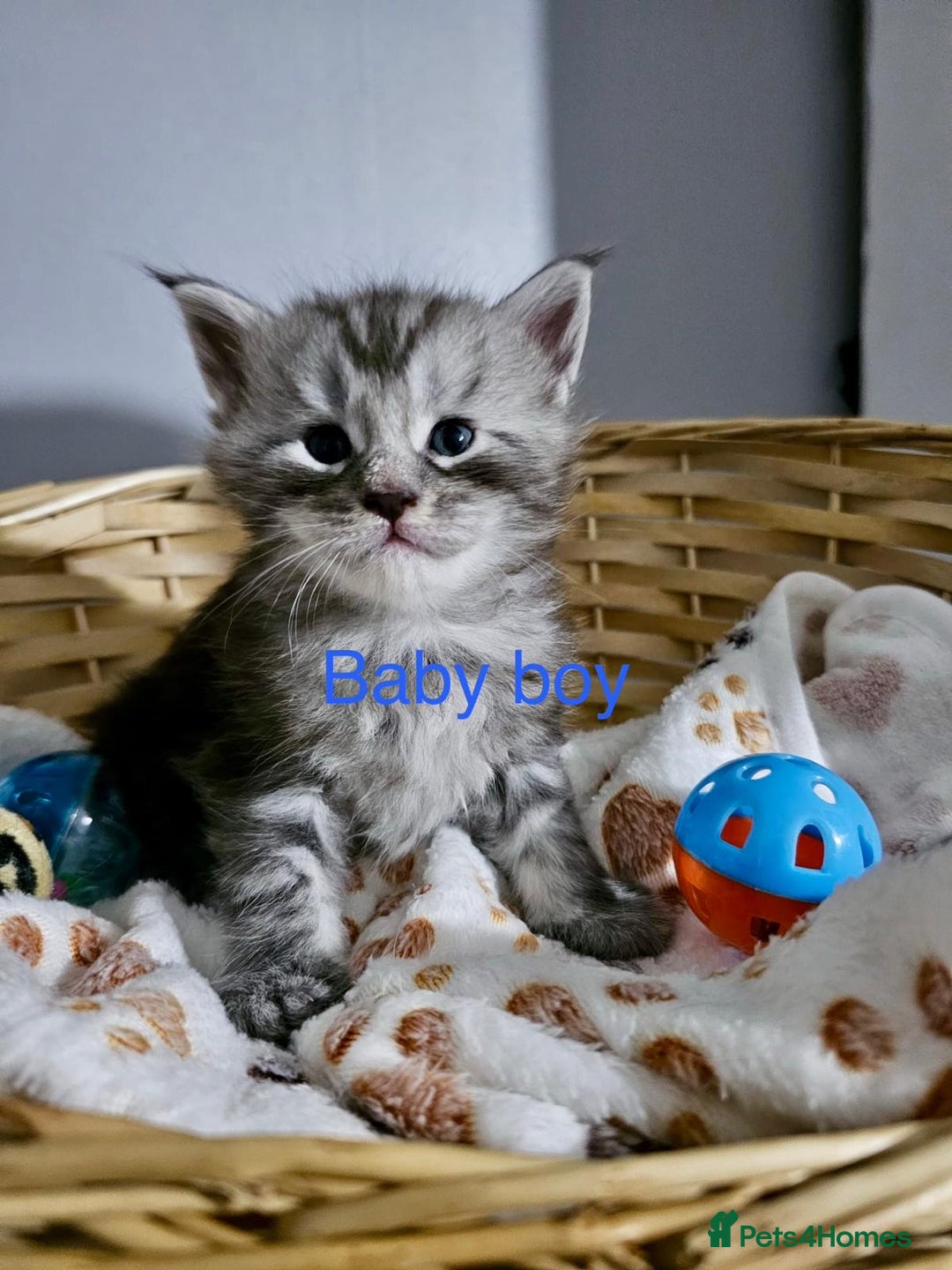 Maine Coon cats for sale: Majestik maine coon kittens  - Advert 4