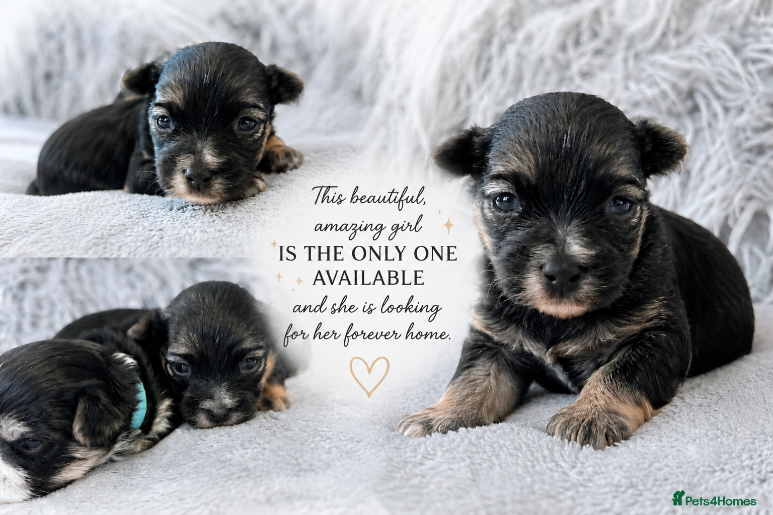 Yorkshire Terrier dogs  💎Last Elegant Girl Available 💎❤️ - Advert 13
