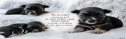 Yorkshire Terrier dogs for sale:  💎Last Elegant Girl Available 💎❤️ - Advert 25