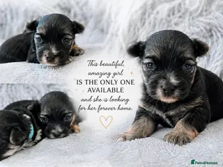 Yorkshire Terrier dogs 💎Last Elegant Girl Available 💎❤️ - Advert 14