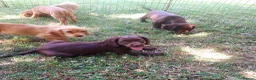 Cocker Spaniel dogs for sale: Kc health tested working cocker spaniel puppies - Advert 7