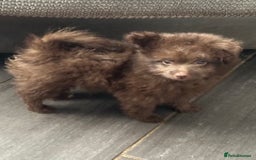 Pomapoo dogs for sale: Pom x toy poodle  - Image 1