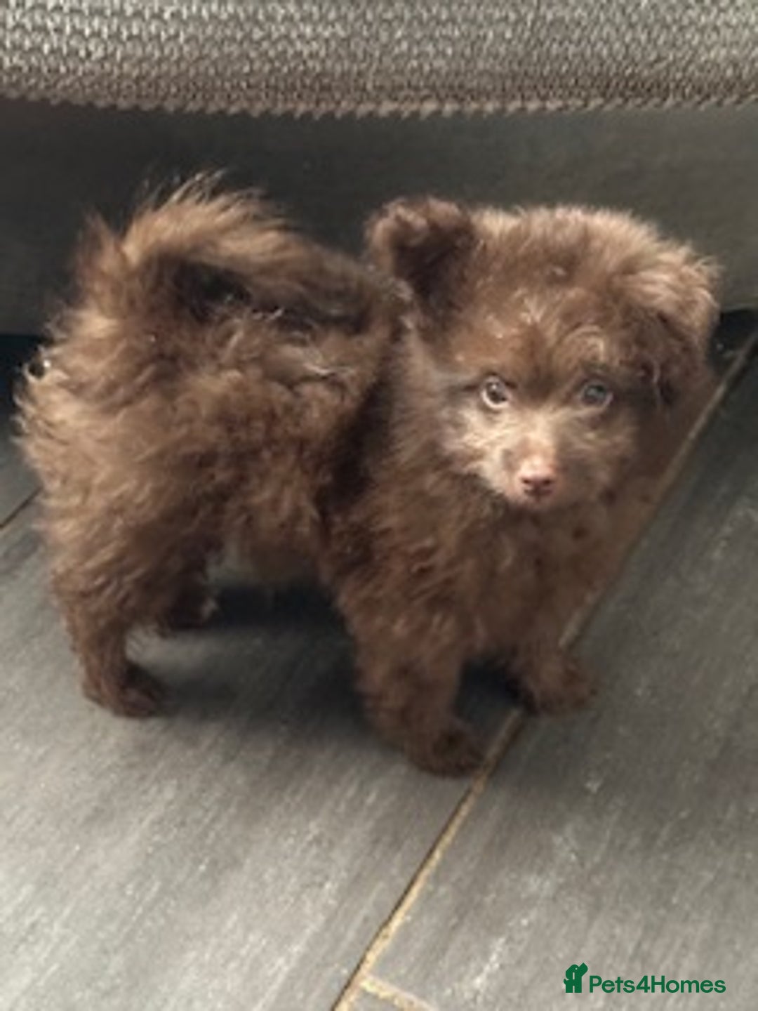Pomapoo dogs for sale: Pom x toy poodle  - Image 1