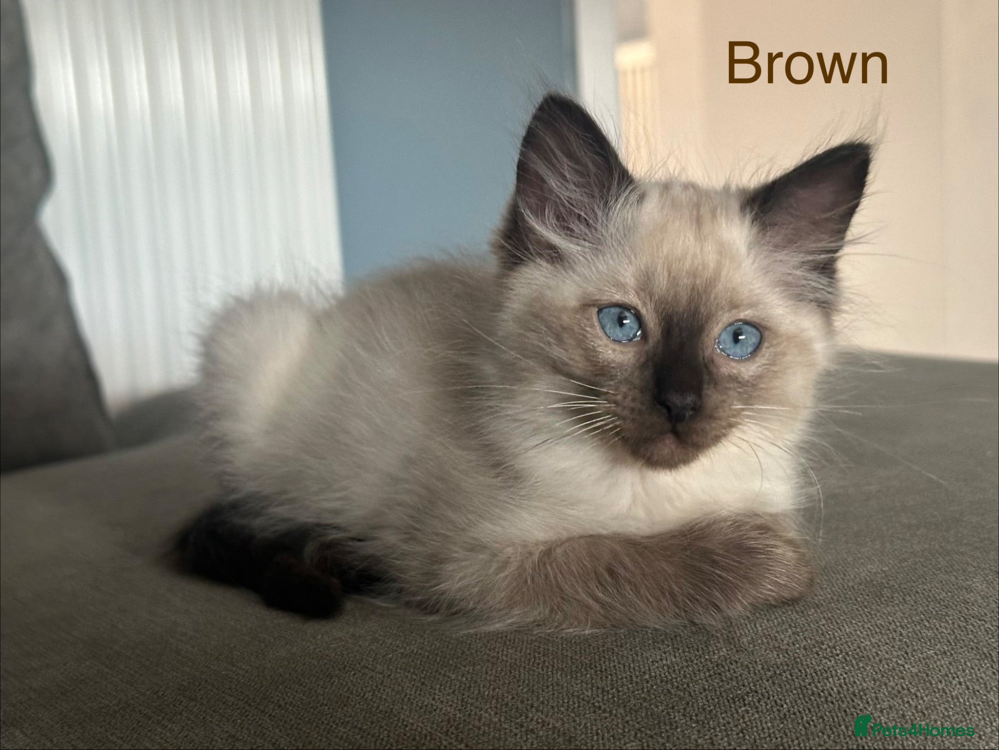 Ragdoll cats Ragdoll Kittens, Ready Now - Advert 20