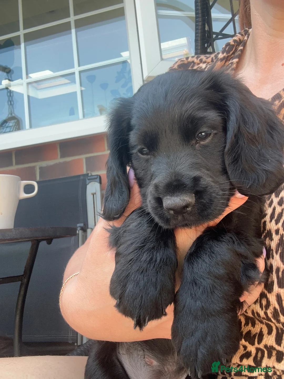 Cocker Spaniel dogs for sale: KC Registered Cocker Spaniels– 🔥READY NOW🔥 - Advert 2