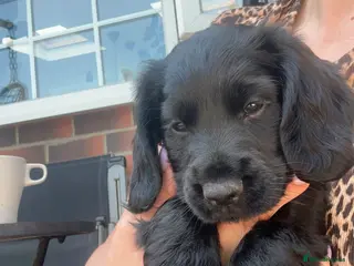 Cocker Spaniel dogs KC Registered Cocker Spaniels– 🔥READY NOW🔥 - Advert 6