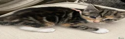 Mixed Breed cats for sale: Kitten  - Advert 13