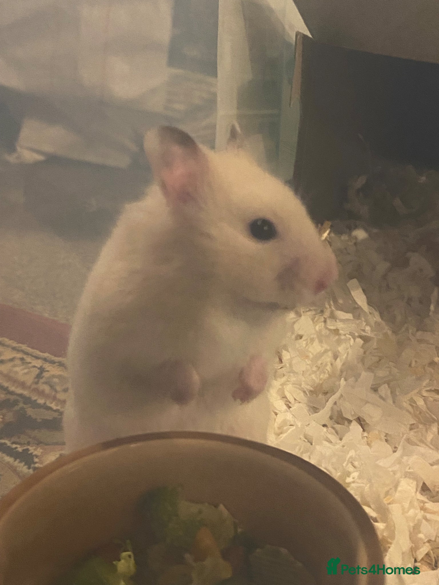 Hamster rodents for sale: Syrian Hamster  - Advert 6