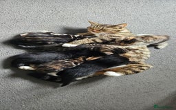 Mixed Breed cats for sale: 6 kittens for sale - Advert 1