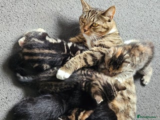 Mixed Breed cats for sale: 6 kittens for sale - Advert 1