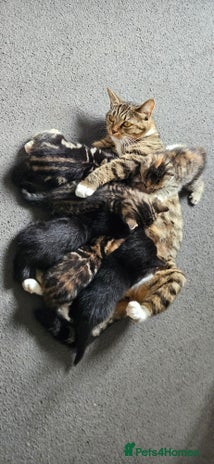 Mixed Breed cats 6 kittens for sale - Advert 1
