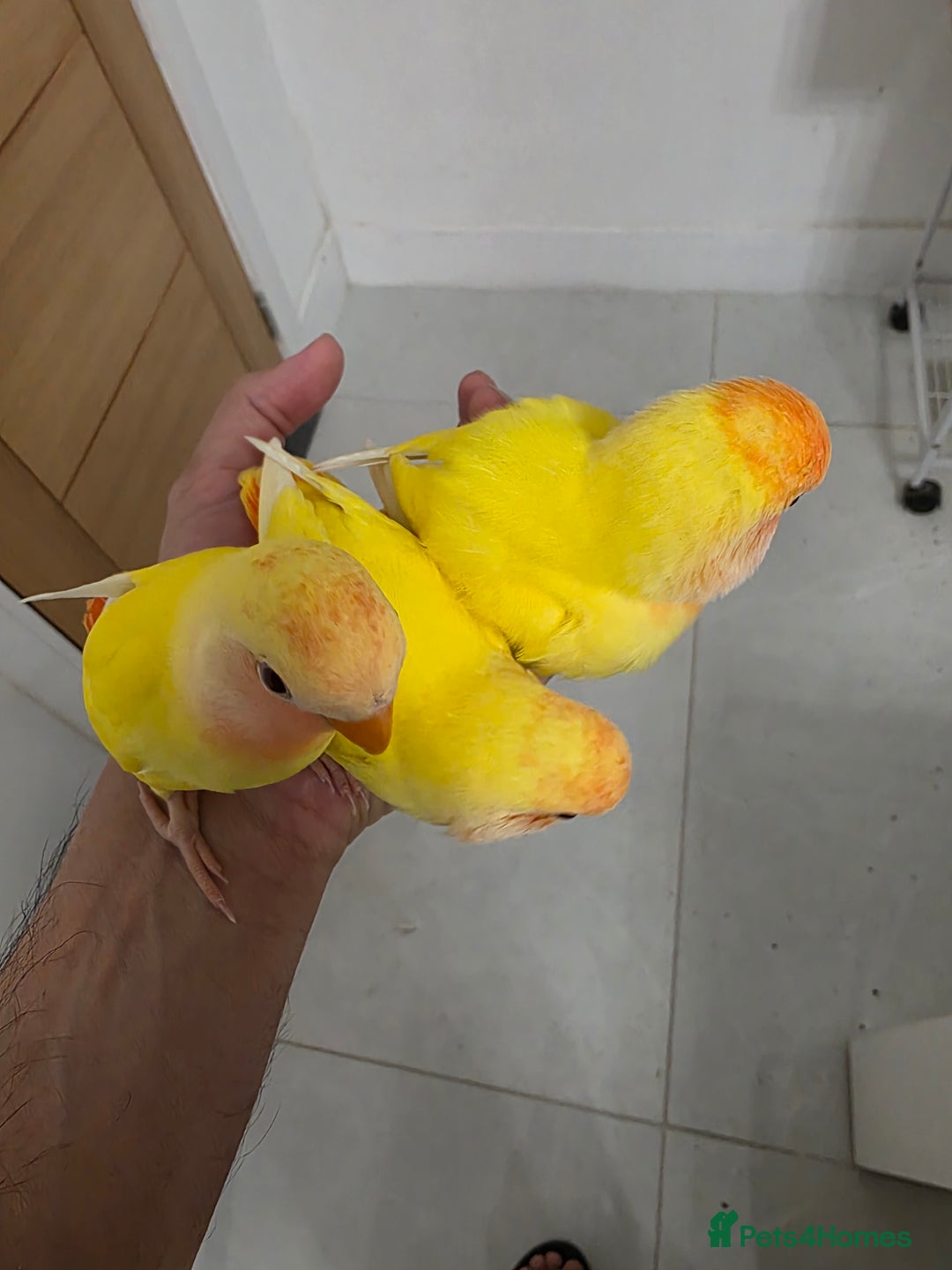 Lovebirds birds for sale: Beautiful tame, hand-reared baby peachface - Advert 1