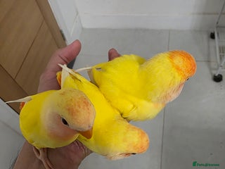 Lovebirds birds Beautiful tame, hand-reared baby peachface - Advert 1