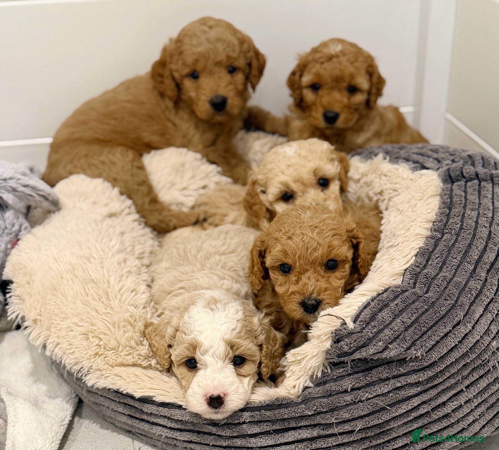 Cavapoochon dogs Cavapoochon puppies - Advert 2