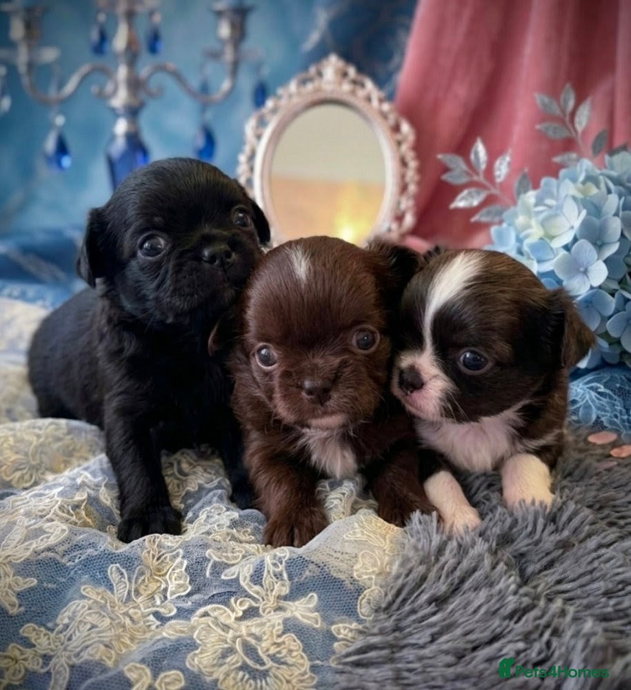 Chihuahua dogs KC registered Long Coat Chihuahuas  - Advert 3