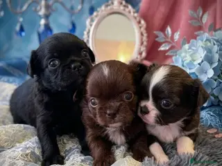 Chihuahua dogs KC registered Long Coat Chihuahuas - Advert 3