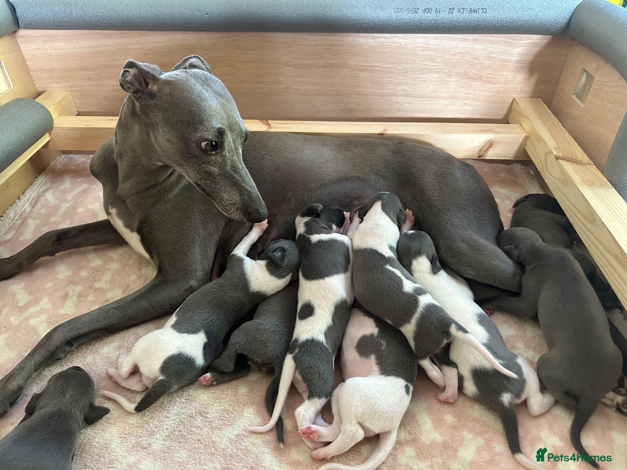 Whippet dogs 🐾 Beautiful Whippet Puppies Available 🐾 - Advert 1