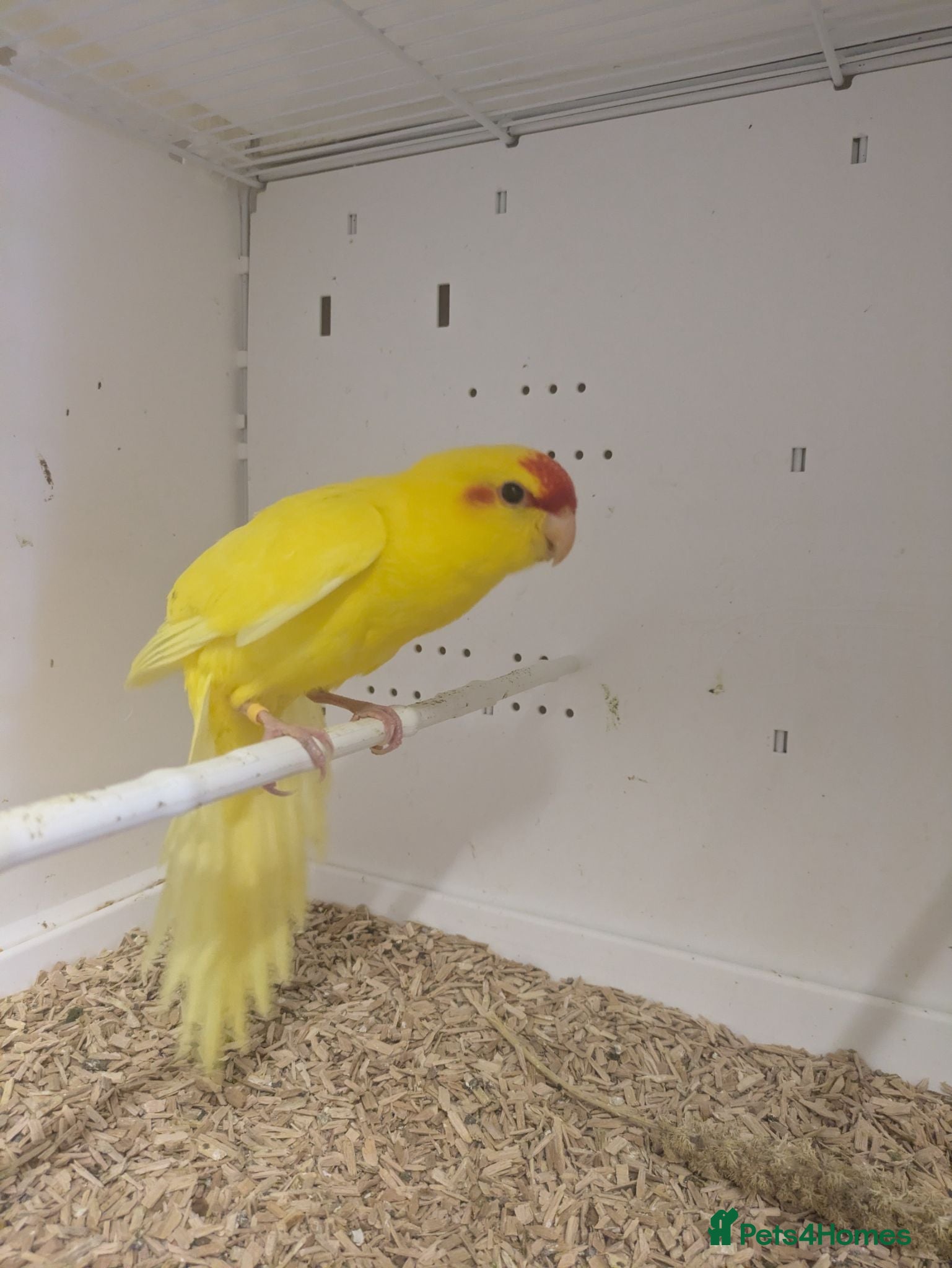 Parakeets birds BUTTERCUP KAKARIKIS  - Advert 2