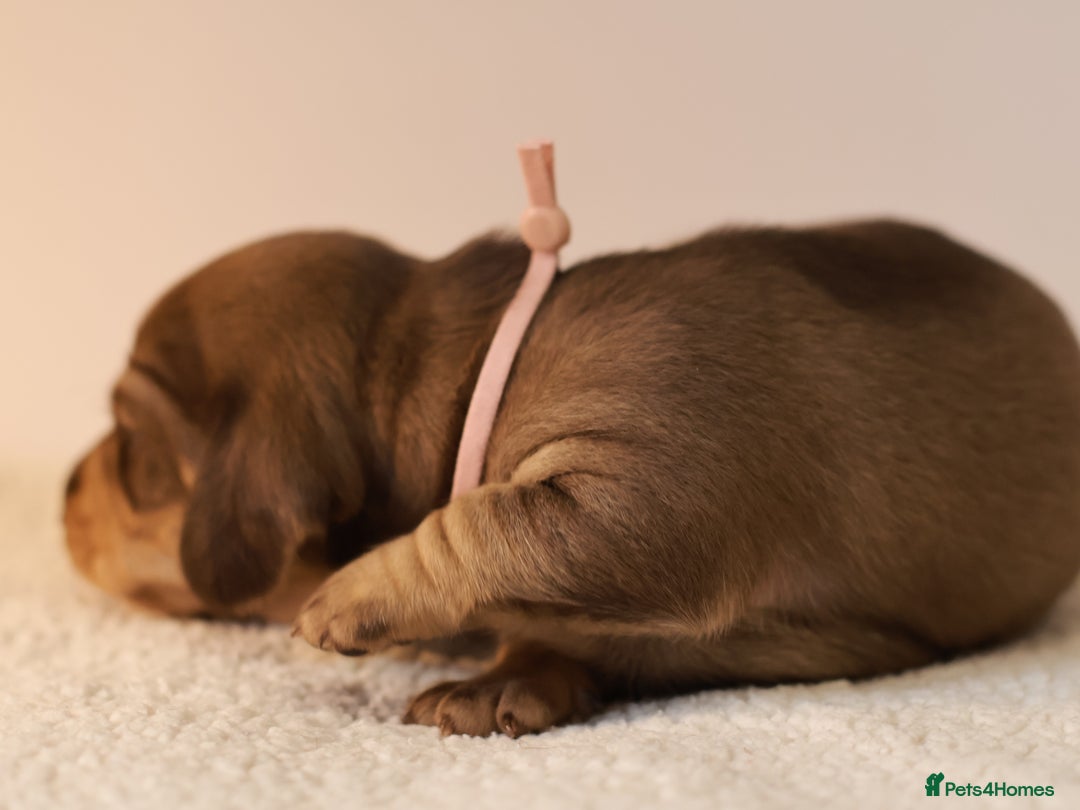 Miniature Dachshund dogs for sale: 5*Licensed+KC+PRAclear+VETchecked+Chocolate&Cream - Advert 24