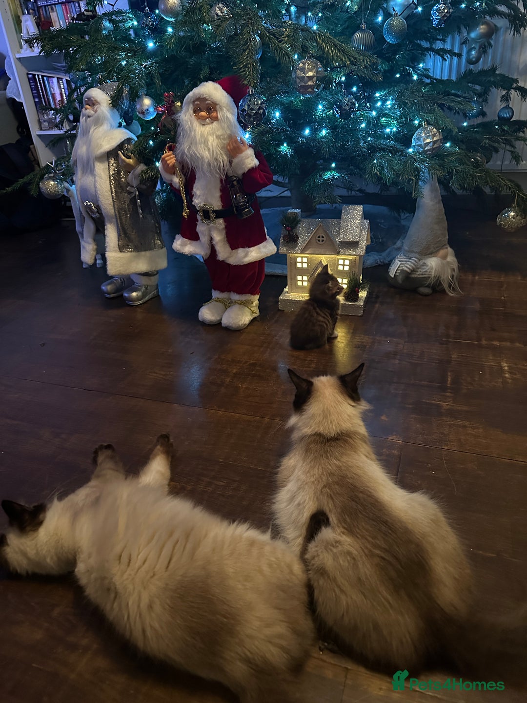 Mixed Breed cats for sale: 3 Half Ragdoll kittens; 2 boys and 1 girl - Advert 2