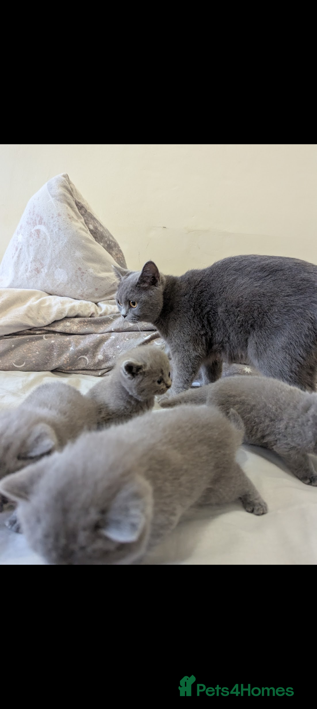 British Shorthair cats for sale: Purebred British shorthairs  - Image 13