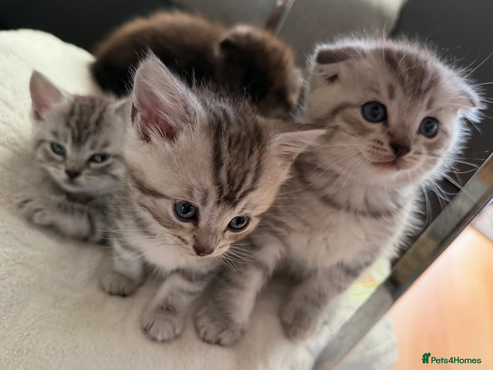 Scottish Fold cats Adorable Scottish Fold & Straight Kittens  - Advert 6