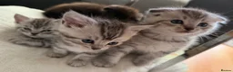 Scottish Fold cats for sale: Adorable Scottish Fold & Straight Kittens  - Advert 3