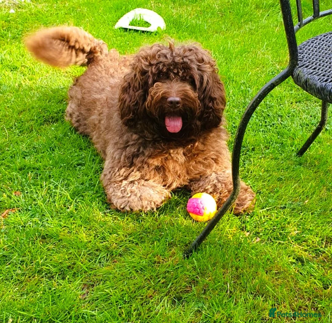 Cockapoo dogs for sale: Beautiful Cockapoo F1B Puppies - Advert 7