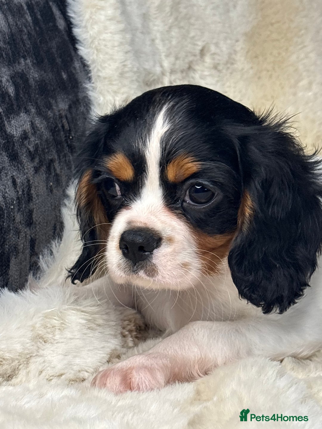 Cavalier King Charles Spaniel dogs for sale: Health tested cavalier puppies  - Advert 5