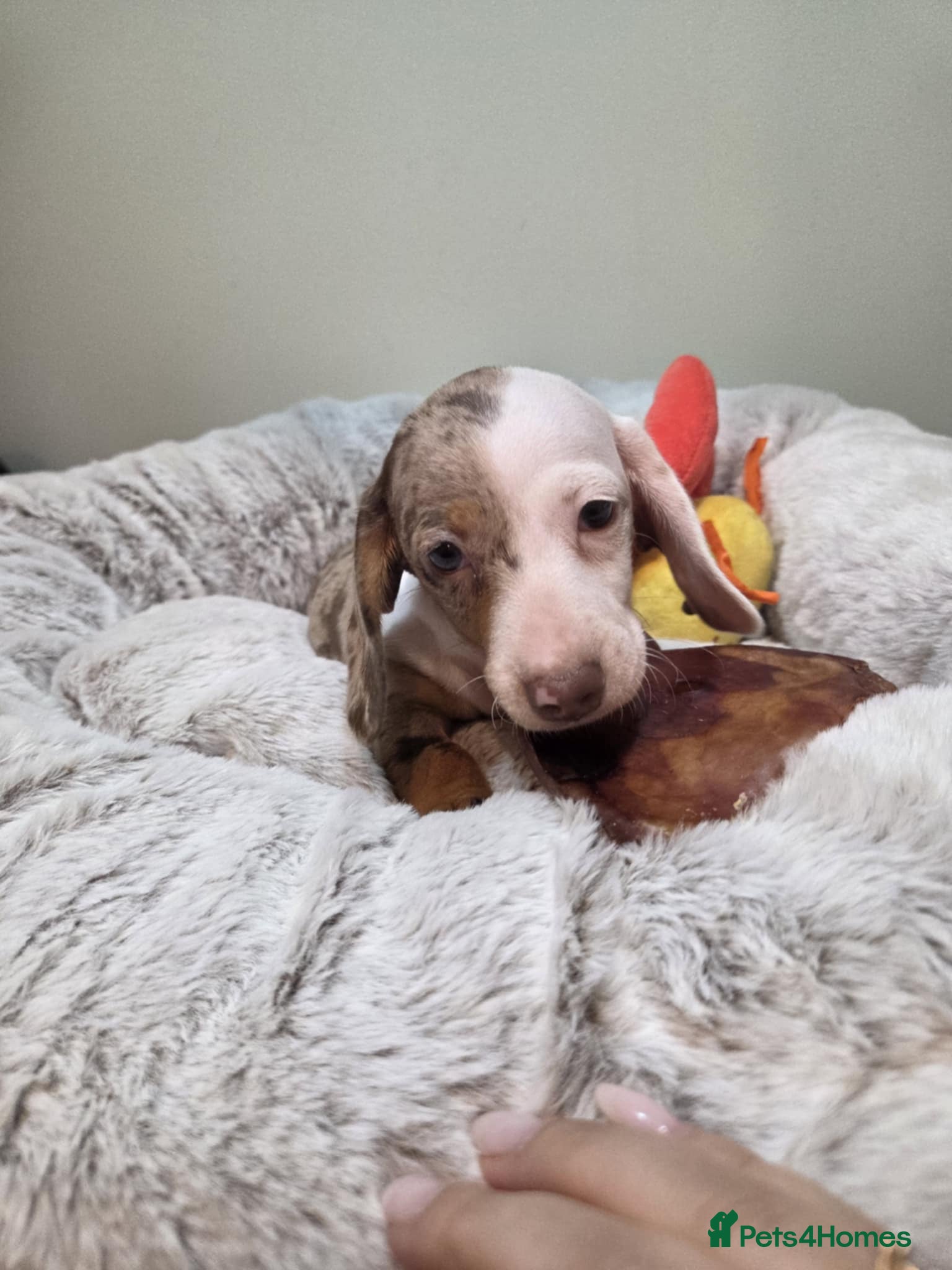 Miniature Dachshund dogs Miniature dachshund  - Advert 13